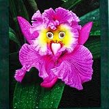 50 Stück Orchideen Samen, Phalaenopsis Samen für Garten und Balkon,Ideale Garten Pflanzen, Balkon Pflanzen (Papagei Gesicht Orchidee)