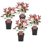 Plant in a Box - Photinia fraseri 'Rotkehlchen' - Glanzmispel Pflanze - 4er Set - Rote Blätter - Topf 17cm - Höhe 30-40