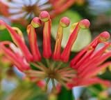 Seedeo Australischer Feuerradbaum (Stenocarpus sinuatus) 25 S
