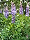 Pacchetto semi: Lupine polyphyllus - Russell Lupine - 50