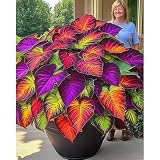 (Hosta Funkien)-Wetterfeste Terrassenpflanzen Und Mehr Klima-Akklimatisierungs- Set Funkienwinterharte Stauden, Hochwertige,-15 hosta -g