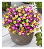 BALDUR Garten Winterharte Eisblumen Summer Mix, 3 Pflanzen Delosperma congesta, Bodendecker, winterharte Staude, trockenresistent, mehrjährig, bienenfreundlich, pflegeleicht, Wasserbedarf gering
