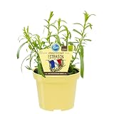 Französischer Estragon in BIO-Qualität - Artemisia dracunculus - Kräuterpflanze im 12cm Top