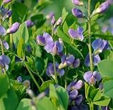 Australische Färberhülse - Baptisia australis - Gartenp
