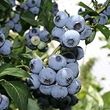 2er Set Heidelbeeren - Winterharte Blaubeeren Vaccinium Corymbosum | Große Früchte, Aromatisch & Reichtragend | Ideal für Saft & Marmelade | 30-50 cm im Top
