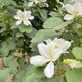 200 pcs Judasbaum Samen bonsai samen, luftreinigende zimmerpflanzen Chinesischer Redbud Baumsamen - stauden winterhart mehrjährig, bonsai baum balkonpflanzen winterhart sommerb