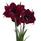 3 Dunkelrot Amaryllis Zwiebel Steckzwiebeln Kaufen Weihnachten Amaryllis Zwiebeln Winterhart Mehrjährig Winterharte Pflanzen Garten Balkon Winterharte Pflanzen Zierblumen Hydroponik Blumenzwieb