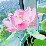 35 pcs Lotus Samen Winterhart Samen Zimmerpflanzen, Garten Pflanzen Nelumbo nucifera Topfpflanzen Echt, Outdoor Pflanzen Blumen Balkon, Bonsai Samen Extrem Winterharte Kübelpflanzen,