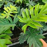 10 pcs philodendron pflanze samen - balkon pflanze, pflanzen samen (Philodendron selloum) winterharte pflanzen für balkon, topfpflanzen echt küche deko blumengarten extrem w