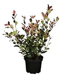 Photinia fraseri 'Little Red Robin' 3 L 40-60 Glanzmispel 'Little Red Robin',winterhart, deutsche Baumschulqualität, im Topf für optimales anw