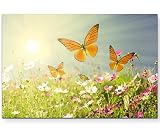 Paul Sinus Art Leinwandbilder | Bilder Leinwand 120x80cm Schmetterlinge auf einer Blumenwiese im S