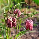 6 pcs kaiserkronen knollen mehrjährig, kaiserkronen fritillaria imperialis winterharte stauden mehrjährig dauerblüher kaiserkrone kaiserkronen - zwiebeln blumenzwiebeln mehrjährig
