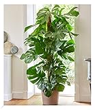 BALDUR Garten 1x Monstera - Fensterblatt ca. 60-70 cm hoch, Pflanze im 19 cm-Topf, Luftreinigende Zimmerpflanze Pflegeleichte Zimmerpflanze auch für dunklere Standorte, mehrjährig
