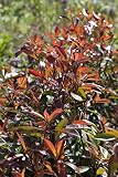 Photinia fraseri 'Red Robin' C 60-80 Glanzmispel 'Red Robin',winterhart, deutsche Baumschulqualität, im Topf für optimales anw