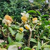TeeSamen, Teepflanze, sträucher garten Camellia sinensis immergrüne winterhart topfpflanzen draußen winterhart gartenpflanzen 50S
