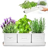 Green Thumbz 3 STK. Kräutertopf - Kräutertöpfe für Deinen Kräutergarten und Fensterbank Innen Dekoration - Basilikum Topf mit Ledergriffen & Untersetzer - Küchenkräuter Topf (Warmer Stein)