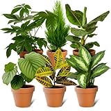 6er-Set-Pflanzenüberraschung | +/- 40-70cm | ø 12-15cm Topf | Pflanzen für Wohnung und Büro, Qualität vom Pflanzen Profi, Schneller Pflanzenversand, Raumbegrünung