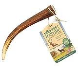 Dehner Best Nature Hundesnack, hochwertiges Leckerli geruchsarm / 100 % natürlich, Kausnack für Hunde, Rothirsch-Geweih, Größe L