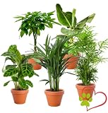 5er-Pflanzen-Set “Tierfreund”, +/- 30-60cm, ø 12-15cm Topf, Bergpalme, Glückskastanie, Bananenpflanze, Korbmarante, Goldfruchtpalme, Ungiftig & Tierfreundlich, Q
