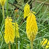 fackellilie pflanze samen balkondeko schnittblumen samen Raketenblumen Kniphofia Uvaria topfpflanzen blumenwiese samen mehrjährig winterhart Seltene Pflanzen Serie ausgefallene stauden 50p