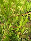 Rhus typhina Tiger Eyes ® - Gelbgrüner Essigbaum - Hirschkolbensumach - 60-100