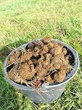 Generisch 50 Liter Pferdeäpfel Pferdemist Pferdedung Biodünger Naturdünger Blumendünger - Dünger für Rosen, Orchideen und I
