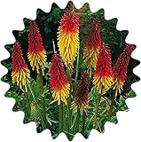Fackellilie Samen / 30 Stück / Kniphofia uvaria / Raketenblumen / mehrjährig / auffällige Blütenk