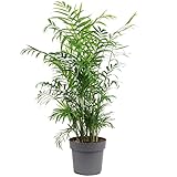 Bergpalme - pflegeleichte Zimmerpflanze, Chamaedorea elegans - Höhe ca. 70 cm, Topf-Ø 17