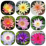 60 pcs Seerosen Samen, Wasserpflanze, pflanzen garten, blumengarten Seerosen Für Teich Winterhart, garten pflanzen blumen garten blumensamen balkon balkon pflanze echte pflanzen b