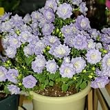 100 pcs Blumensamen Glockenblume Samen blumen samen, exotische pflanzen Glockenblume Samen - Campanula medium blumenwiese samen, exotische pflanzen winterhart balkon blumen, balkonp