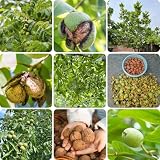 12 pcs Walnussbaum Samen - herbst dekoration, minigarten bäume pflanzen Juglans regia - winterharte pflanzen für den garten säulenobst winterhart, samen immergrüne pflanzen w