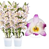 Bambus Dendrobium Nobile Orchideen Pink Passion, 2 Echte große Zimmerpflanzen aus Holland, 30-40 cm hoch, mit Blüten und duftend (keine künstliche Orchidee, ohne Dünger und Topf, kein Samen)