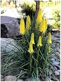 1 x Kniphofia ‘Lemon Popsicle’ (Winterhart/Staude/Dauerblüher/Bienenferundlich/Mehrjährig) Fackellilie Gelb - Zitronengelbe Blüten, die den Sommer erhellen - von Stauden Gäng