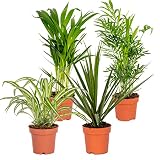 Bloomique - 4er-Mix - Luftreinigende Pflanzen - Dracaena - Dypsis - Chamaedorea - Chlorophytum - Zimmerpflanzen - Höhe 20-40 cm - Topf 12