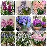 10 pcs Hyazinthen Zwiebeln winterharte kübelpflanzen,Hyacinthus orientalis Topfpflanzen Draußen Winterhart Blumenwiesenbiene Geschenke Exotisch winterharte balkonpflanzen frühblü