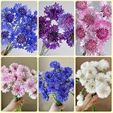 Kornblumen Samen - wildblumensamen mehrjährig winterhart Centaurea cyanus - bodendecker samen winterhart pflanzen geschenk wildblumensamen, gartenpflanzen blumenwiese samen blumen 150p