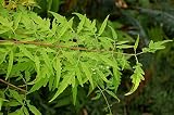 Essigbaum Rhus typhina 'Tiger Eyes' Pflanze 15-20cm Hirschkolbensumach R