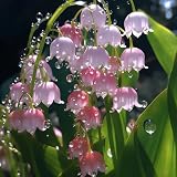 Maiglöckchen zwiebeln,winterharte,maiglöckchen kaufen obi,maiglöckchen pflanzen kaufen,maiglöckchen pflanzen,blumenzwiebeln maiglöckchen,staude TOP SORTE,blumen maiglöckchen.-15zwiebeln-B