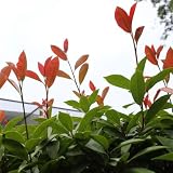 100 pcs glanzmispel red robin samen - saatgut alte sorten, outdoor pflanzen bonsai samen, ausgefallene geschenke bonsai, balkonpflanzen winterhart blumen garten, kübelpflanzen w