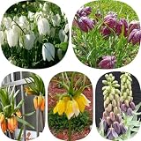 6 pcs Kaiserkrone Zwiebel Kaufen - blumenzwiebeln frühblüher, wildblumen balkonblumen Kaiserkronen Knollen Mehrjährig, pflanzen geschenk blumenzwiebel deko blumen, topfp