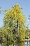 Salix sepulcralis 'Chrysocoma' 150-175 cm - Trauerweide, goldgelbe Zweige, ideal für große Gärten, winterhart, pfleg