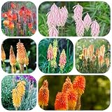 fackellilie pflanze samen Raketenblumen kräuter samen pflanztopf stauden gartensamen gartenblumen blühende schnittblumen samen Seltene Pflanzen Serie pflanzensamen sommerblumen 85p