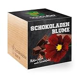 Feel Green 296251 Ecocube Schokoladenblume, Blüten Duften Nach Schokolade, Nachhaltige Geschenkidee (100% Eco Friendly), Grow Your Own/Anzuchtset, Pflanzen Im Holzwürfel, M