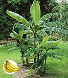 BALDUR Garten 1x Winterharte Banane 'grün', Pflanze im 12 cm-Topf, Faserbanane Bananenbaum Musa basjoo Bananenpflanze, mehrjährige winterharte Staude, Bananen-Früchte essb