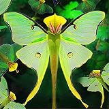 Haloppe 100 Stück Phalaenopsis-Orchideen-Blumen-Pflanzen-Samen für die Bepflanzung des Hausgartens, seltene Phalaenopsis-Orchideen-Blumen-Pflanzensamen-Hausgarten-Bonsai-Dekoration O