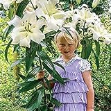 VISTARIC 100 PC/pack Japanische Radiata Samen weiÃŸer Reiher Orchid Seeds Welt Seltene Orchideen-Arten WeiÃŸe Baison Blumen Orchidee Garten Orchid S