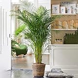 Gardener's Dream Areca Palme (Goldfruchtpalme) - XXL Zimmerpflanze, Tropisch, Immergrüne Zimmerpflanzen, Groß & echt, Pflanzen Größe inkl. Topf 30-40 cm, Palmen-Pflanze für Zimmer, Büro usw