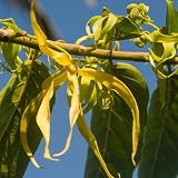 20 pcs Ylang Ylang Samen - gartenpflanzen winterhart mehrjährig Cananga odorata, bäume kaufen, zimmerbonsai bonsai indoor garden seltene pflanzen, exotische pflanzen samen p