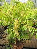 Rhus thypina Golden Selection - gelber geschlitzter Essigb