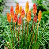 Kniphofia Mix Kollektion (5 Pflanzen), Mischung aus 5 Sorten und Farben, winterhart und mehrjährig, Stauden aus Holland (keine Samen, keine Zwiebeln und nicht künstlich)